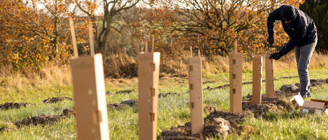 Tree Planting