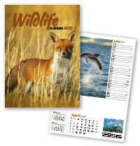 Wildlife in Britain Wall Calendar